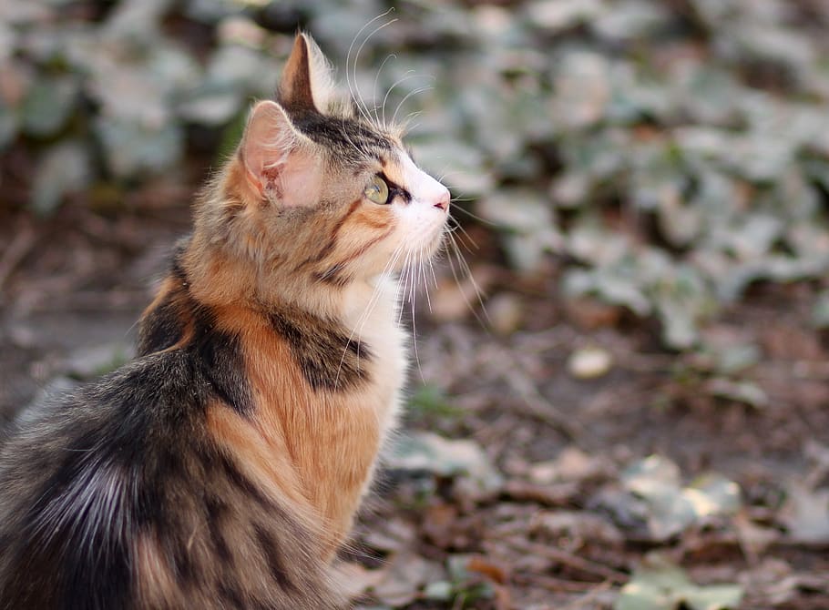 cat, coloring, pet, about, one animal, animal themes, mammal HD wallpaper