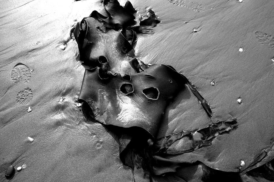 beach, sand, kelp, seaweed, leathery, footprint, no people HD wallpaper