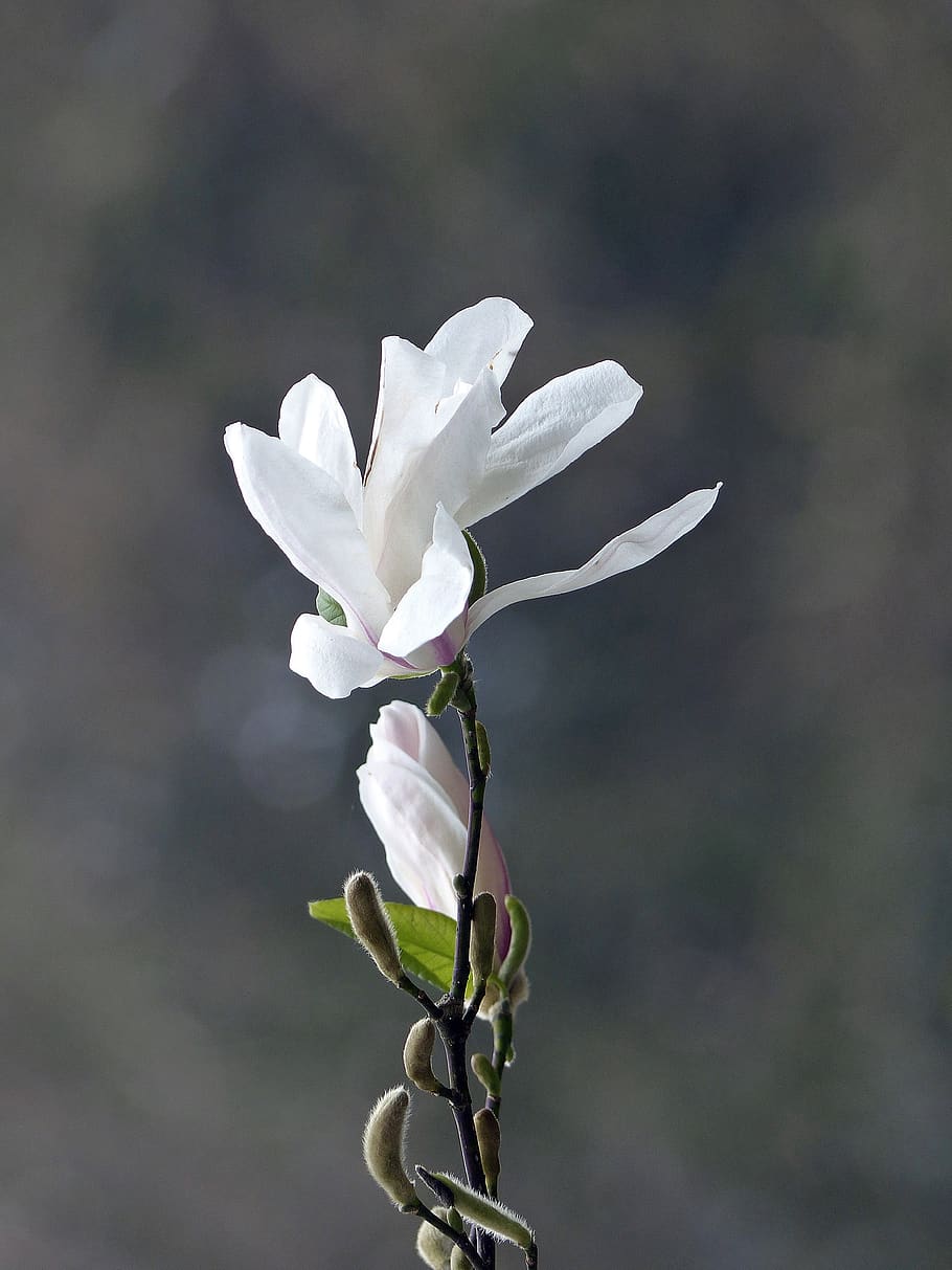 magnolia, flowers, art, spring, magnolia blossom, nature, plant HD wallpaper