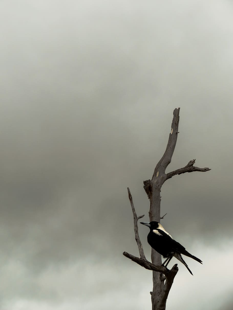 black crow resting on leafless tree under dark cloudy sky, bird HD wallpaper