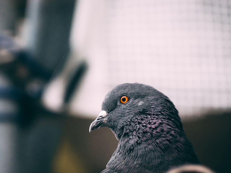 black pigeon, bird, animal themes, animals in the wild, one animal HD wallpaper