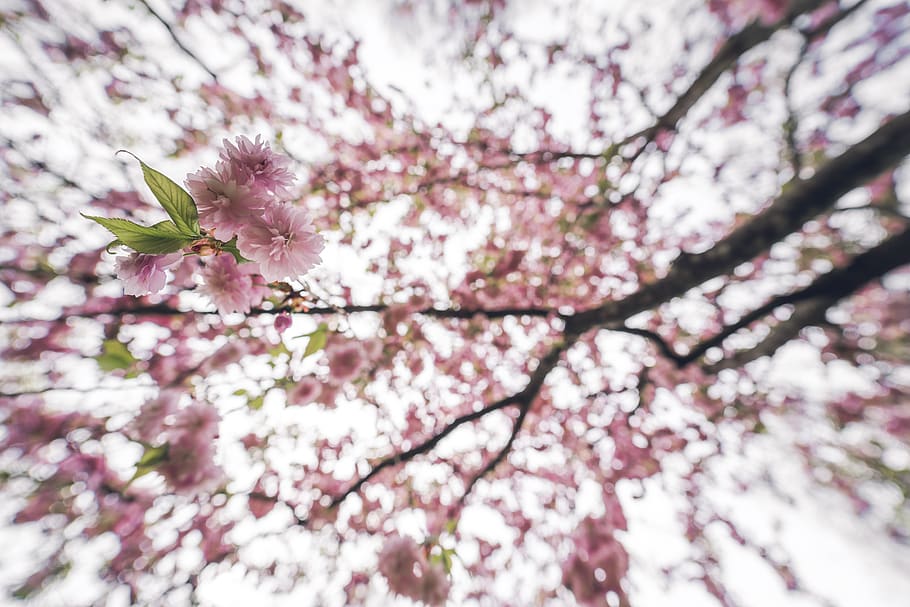 cherry blossom tree, plant, flower, petal, peony, pollen, spring HD wallpaper