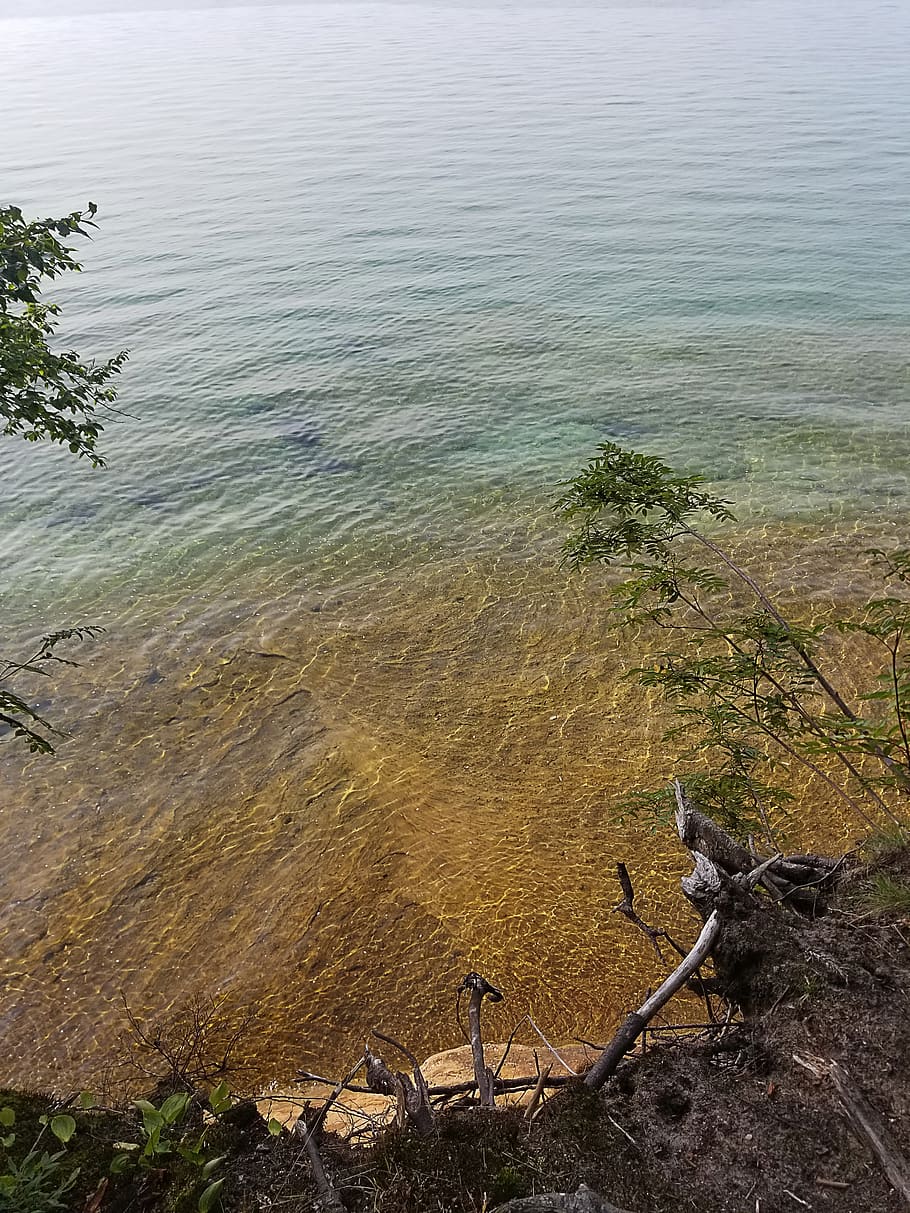 sand, clear water, sandy, beach, tree, branch, lake, clear lake HD wallpaper