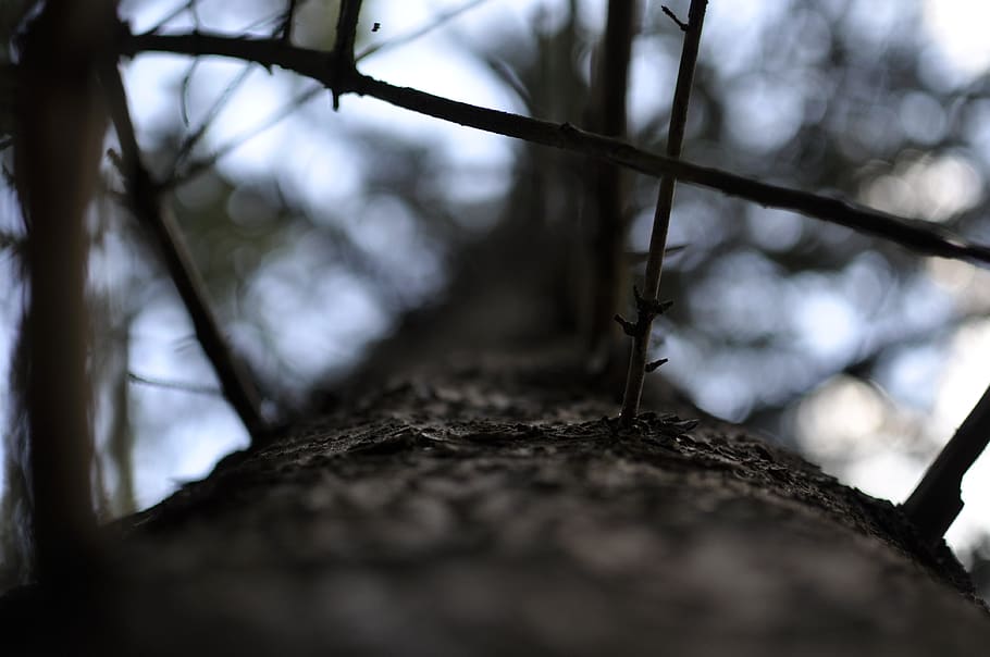 bodenrod, macro, germany, forest, nature, tree, hesse, selective focus HD wallpaper