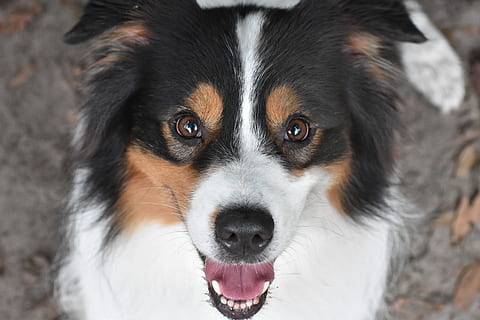 dog, pet, aussie, australian shepherd, animal, puppy, portrait HD wallpaper