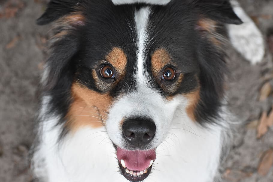 dog, pet, aussie, australian shepherd, animal, puppy, portrait HD wallpaper