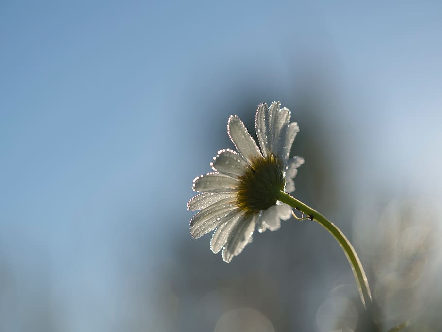 white, flower, bloom, blossoms, nature, plant, blur, daisy HD wallpaper