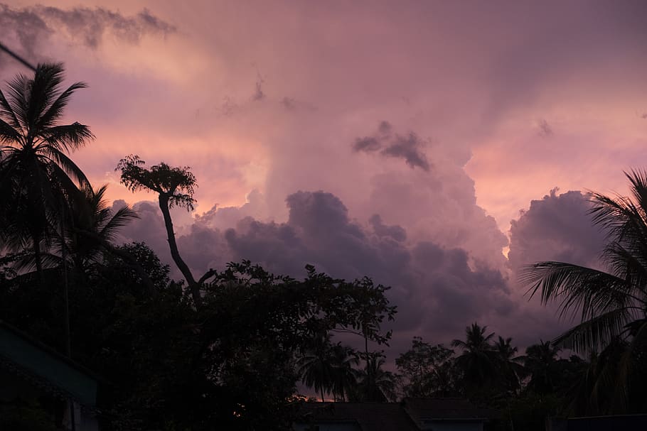 sri lanka, trees, dusk, clouds, palm tree, tropical climate HD wallpaper