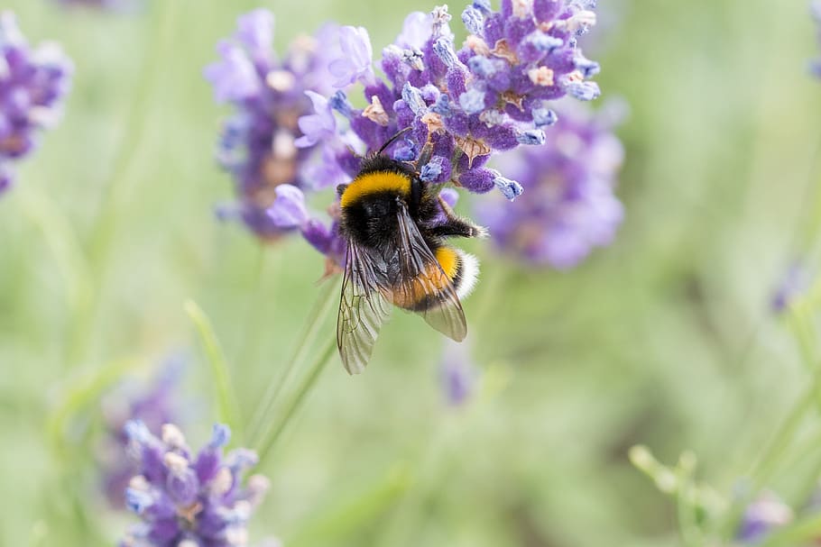 lavender, bee, honey bee, hummel, insect, violet, nature, lavender flowers HD wallpaper