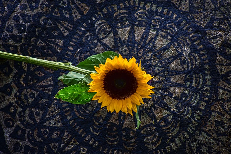 sunflower, plain, landscape, grass, nature, flowering plant HD wallpaper