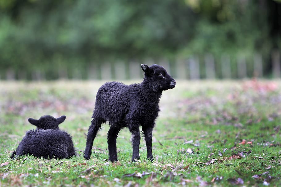 two black sheep, auckland, cornwall park, new zealand, animal