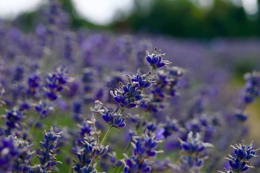plant, blossom, lupin, lavender, iris, purple, honey bee, invertebrate, HD wallpaper