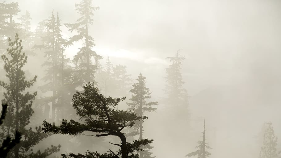 squamish, canada, cloud, clouds, shaddow, mountain, trees, vancouver HD wallpaper