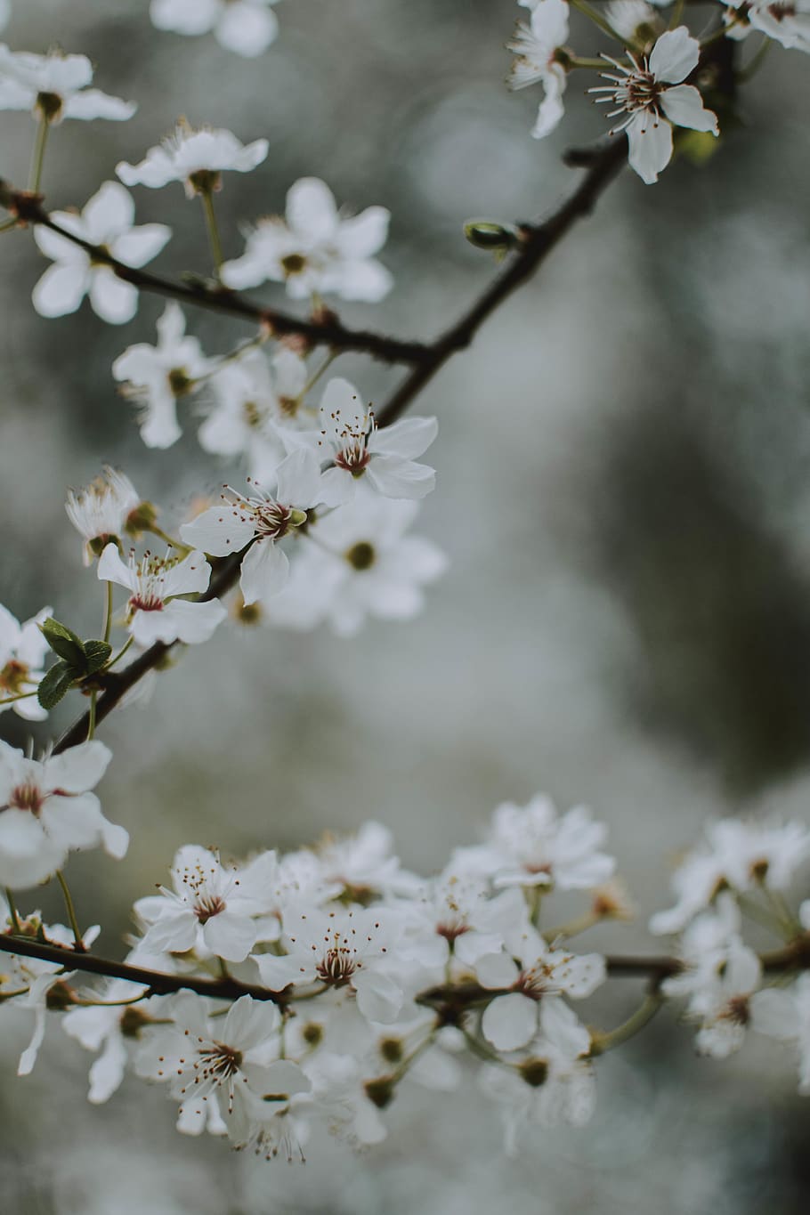 white-leafed tree, plant, flower, blossom, cherry blossom, pollen HD wallpaper