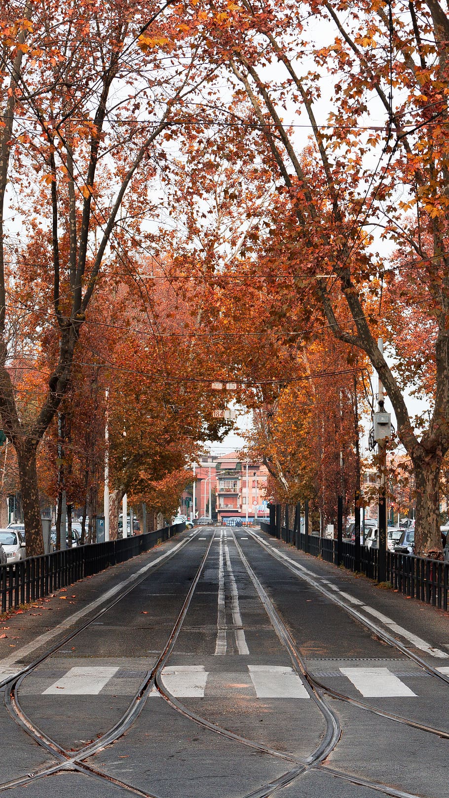 empty road by orange leafed trees during daytime, plant, asphalt HD wallpaper