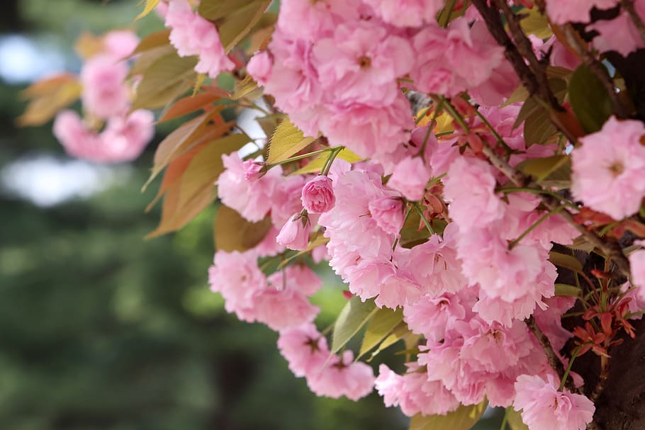 spring, spring flowers, nature, plants, season, garden, flowering HD wallpaper