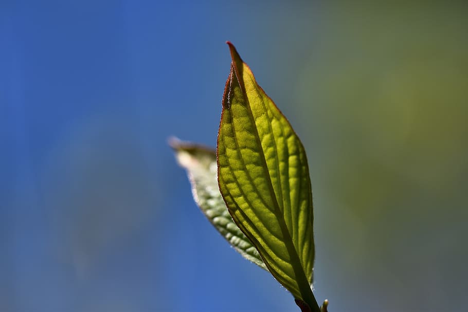 leaf, plant, nature, green, leaves, macro, botany, close up HD wallpaper