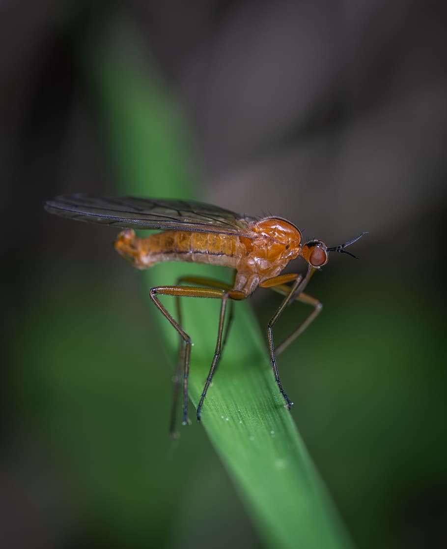 Selective Focus Photography Of Robber Fly, bug, close-up, insect HD wallpaper