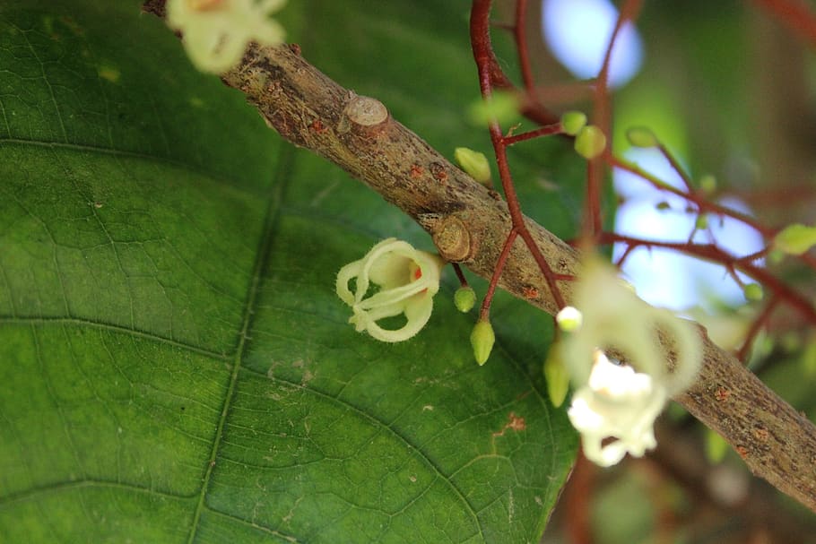 chestnuts, flower, nature, flowers, plant, leaves chestnut HD wallpaper