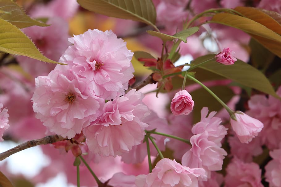 spring, spring flowers, nature, plants, season, garden, flowering HD wallpaper