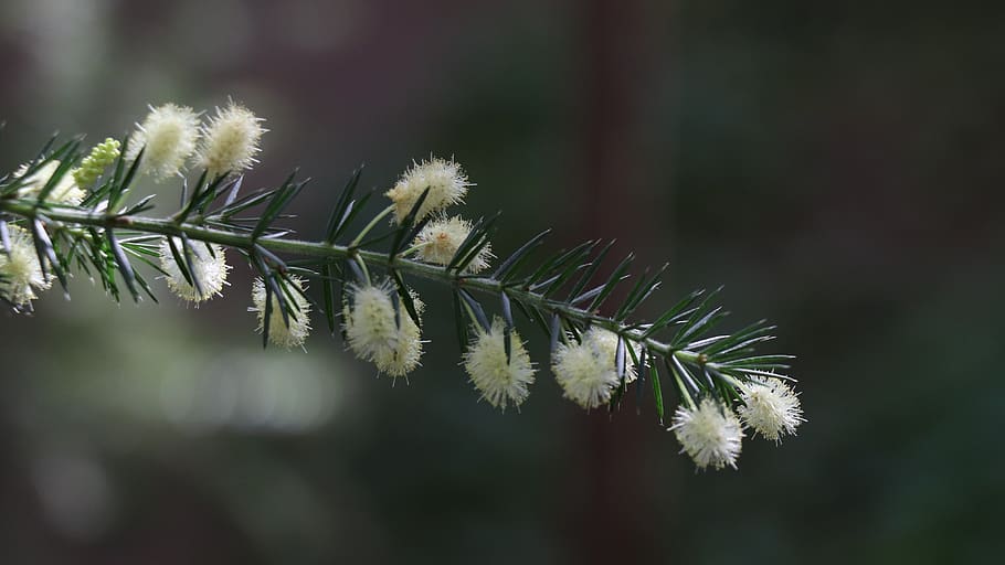 branch, needles, green, conifer, spruce, plant, pine, trees HD wallpaper