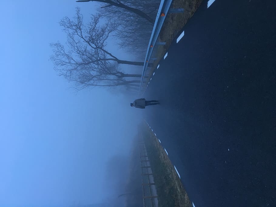 spain, berga, road, alone, fog, cold, winter, trees, cold temperature HD wallpaper