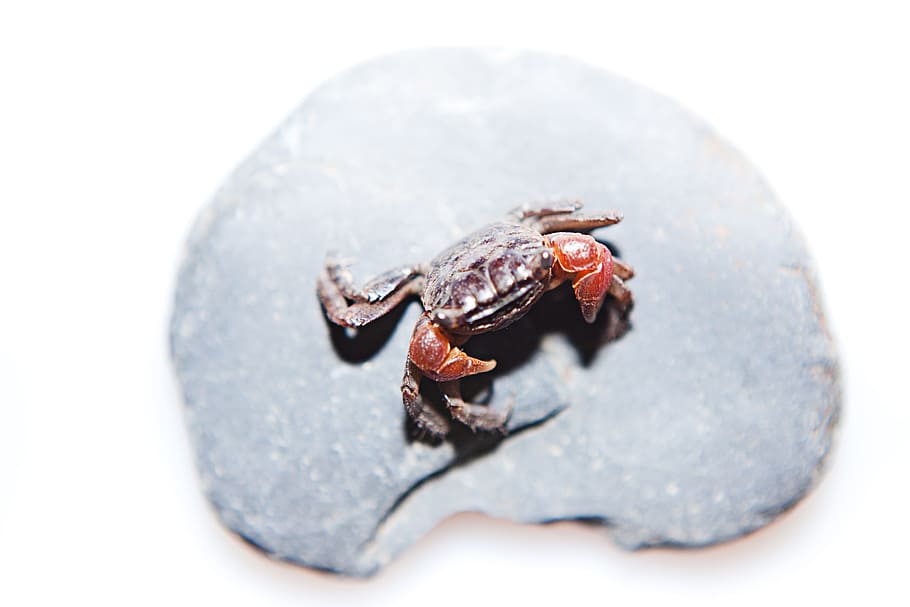 crab, exoskeleton, claws, rock, stone, animal, animal wildlife HD wallpaper