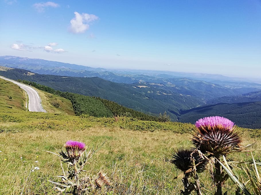 balkan mountains, beauty in nature, plant, flowering plant HD wallpaper