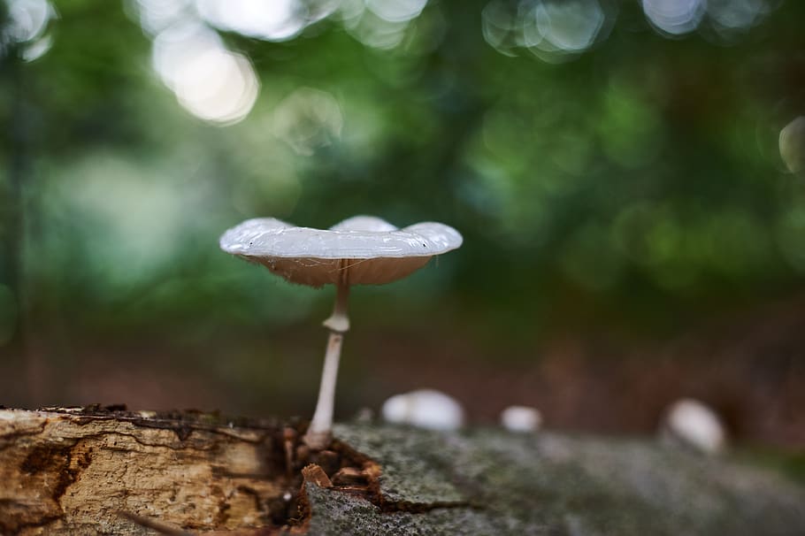 netherlands, eelde, vosbergen, mushroom, fungus, vegetable HD wallpaper