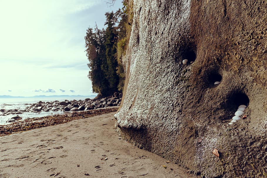 beach, holes, prints, rocks, sand, shells, sky, trees, land HD wallpaper