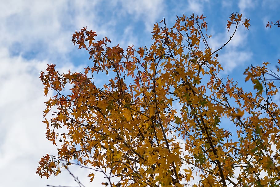 tree, blue, nature, sky, cold, winter, trees, forest, spring HD wallpaper