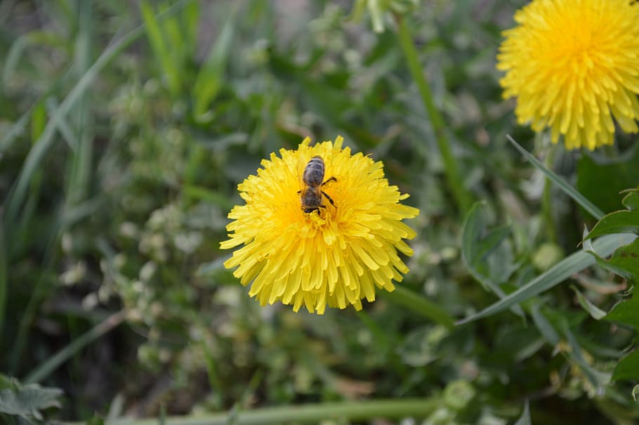 bee, flower, nature, insects, dandelion, yellow, pollen, nectar HD wallpaper