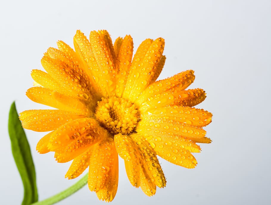 beautiful, blossom, bright, bunch, closeup, detail, flora, floral HD wallpaper