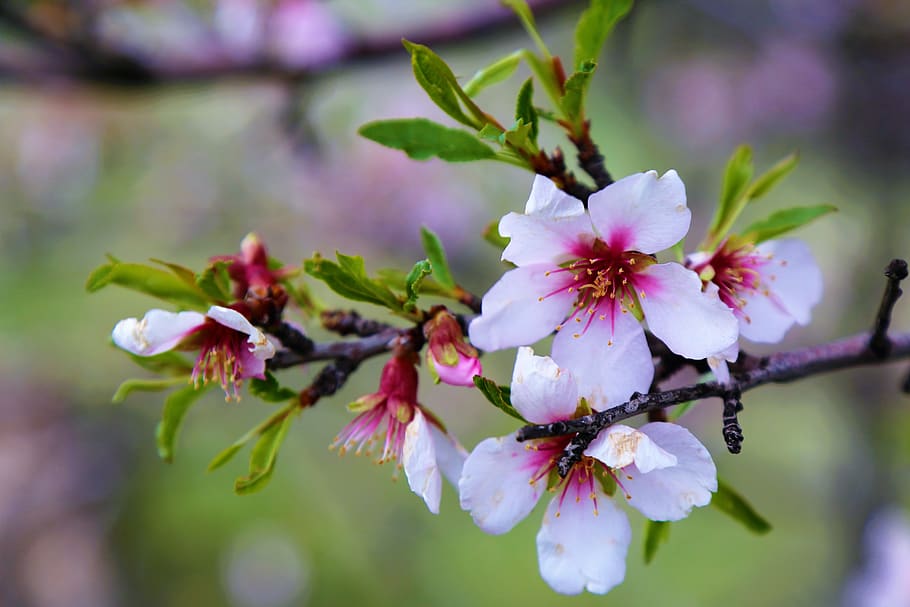 flower, nature, spring, plant, pink, beautiful, leaves, green HD wallpaper