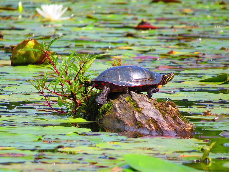 turtle, pond, nature, water, reptile, log, little, animals in the wild HD wallpaper