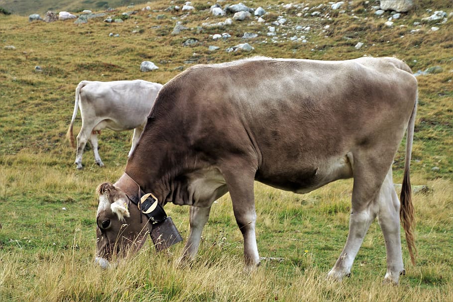 dry grass, meadow, mountains, cows, animals, grazing, nature HD wallpaper