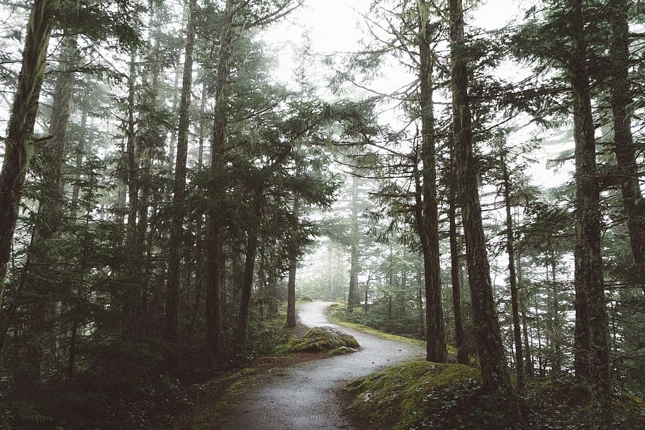 curved road surrounded with tall trees, forest, plant, land, tranquility HD wallpaper