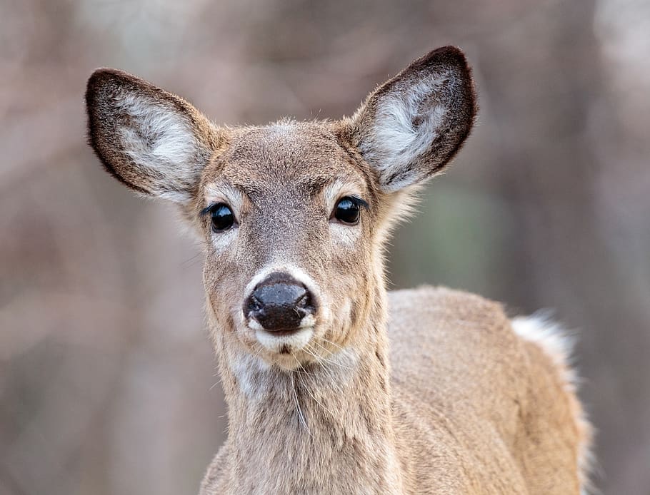 deer, doe, portrait, white tailed, looking, wildlife, nature HD wallpaper