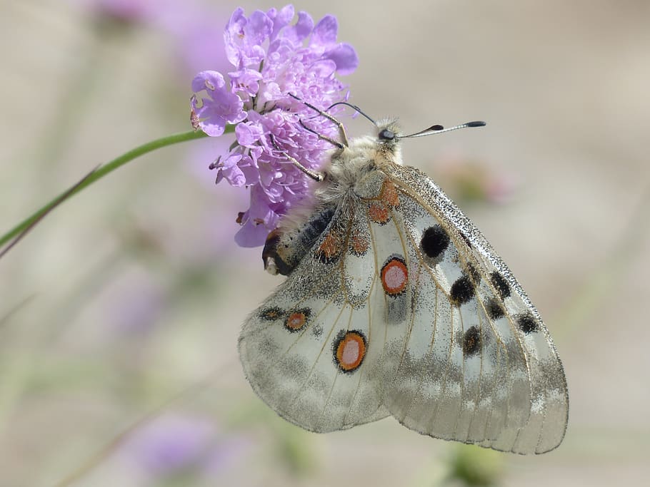 Gray and Black Monarch Butter Fly Sippting Necktar, apollo, bloom HD wallpaper