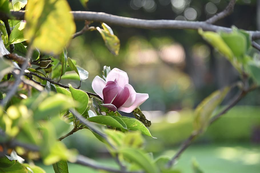 plants, garden, spring, flora, nature, botany, floral, flowers HD wallpaper