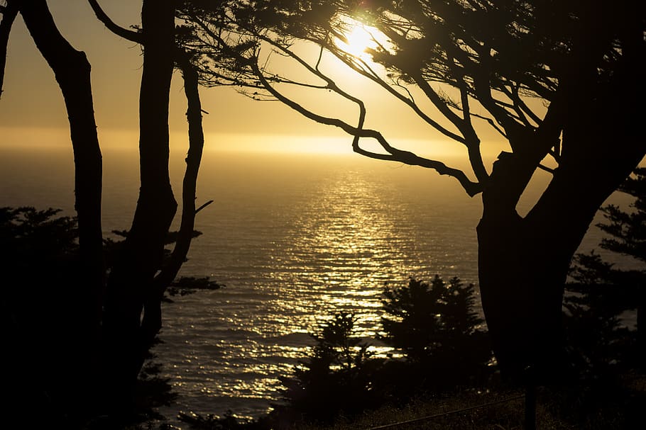silhouette, shadows, trees, sun, san francisco, ocean, sunset HD wallpaper