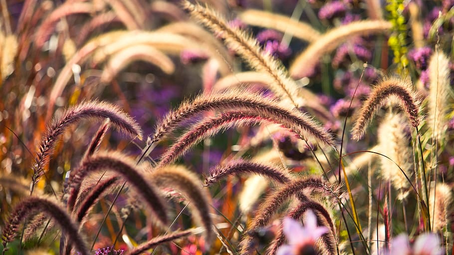 grasses, autumn bright, light, beautiful, close up, mood, nature HD wallpaper