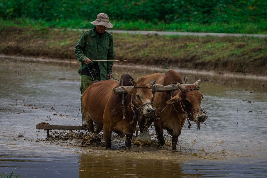 rice fields, farmer, tradition, man, asia, domestic animals HD wallpaper