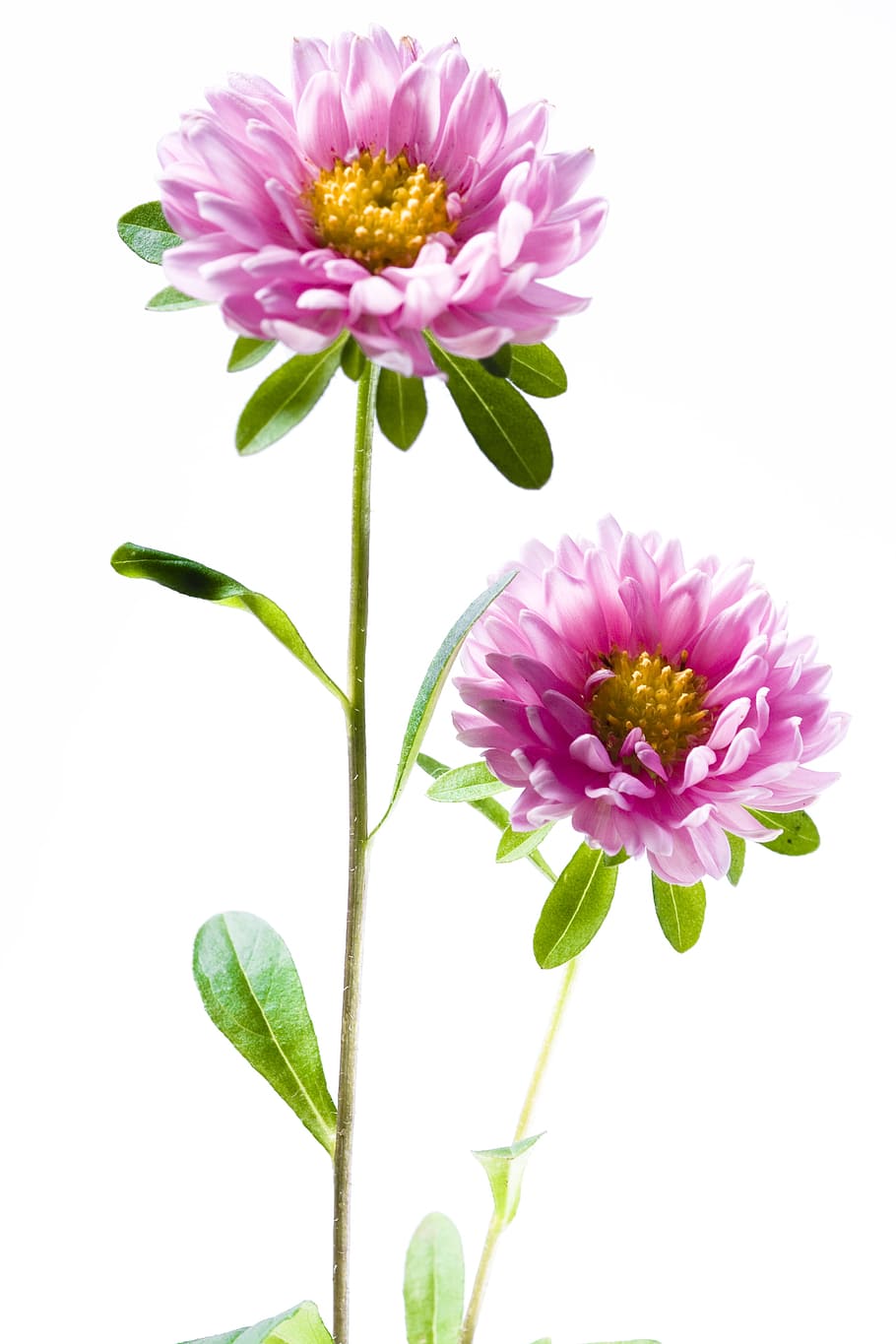 closeup, pink, isolated, flower, detail, flora, floral, flores HD wallpaper