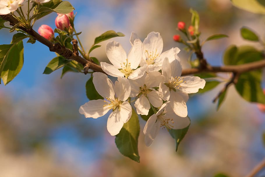 spring, flower, flowers, background, focus, closeup, outdoor HD wallpaper