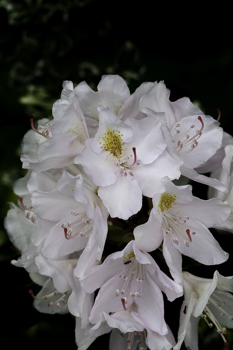 white flowers at bloom, flowering plant, petal, beauty in nature HD wallpaper
