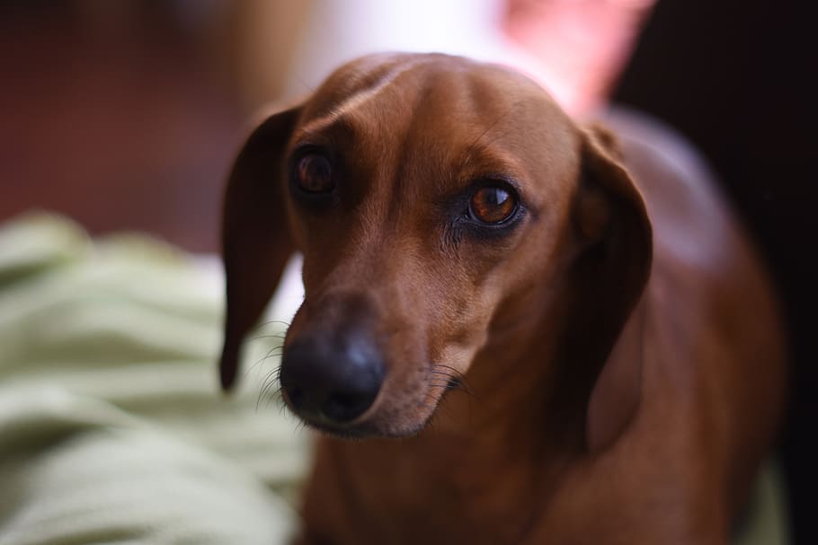 teckel, per, dog, dackel, puppy, daschund, animal, look, bassoto, HD wallpaper
