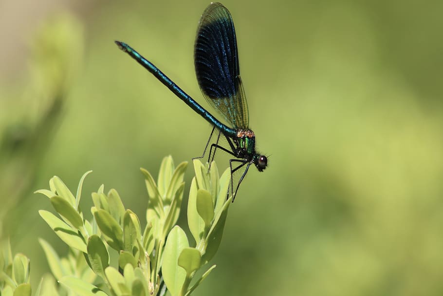 insect, dragonfly, wing, shiny, animal world, close up, invertebrate HD wallpaper