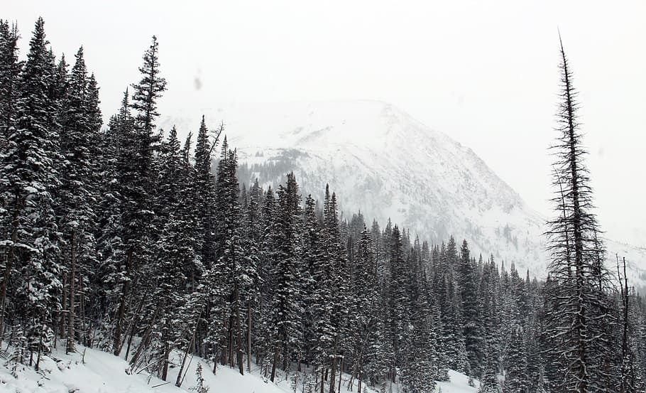 forest, mountain, ice, snow, landscape, tree, jungle, cold temperature HD wallpaper