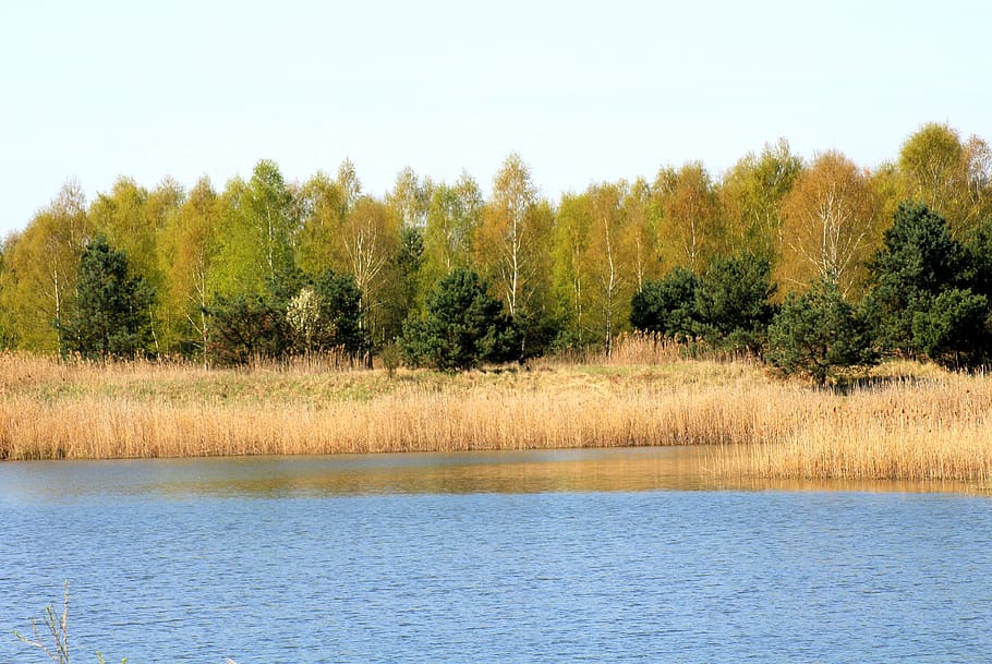 spring, landscape, lagoon, water, tree, nature, walking in a spring HD wallpaper
